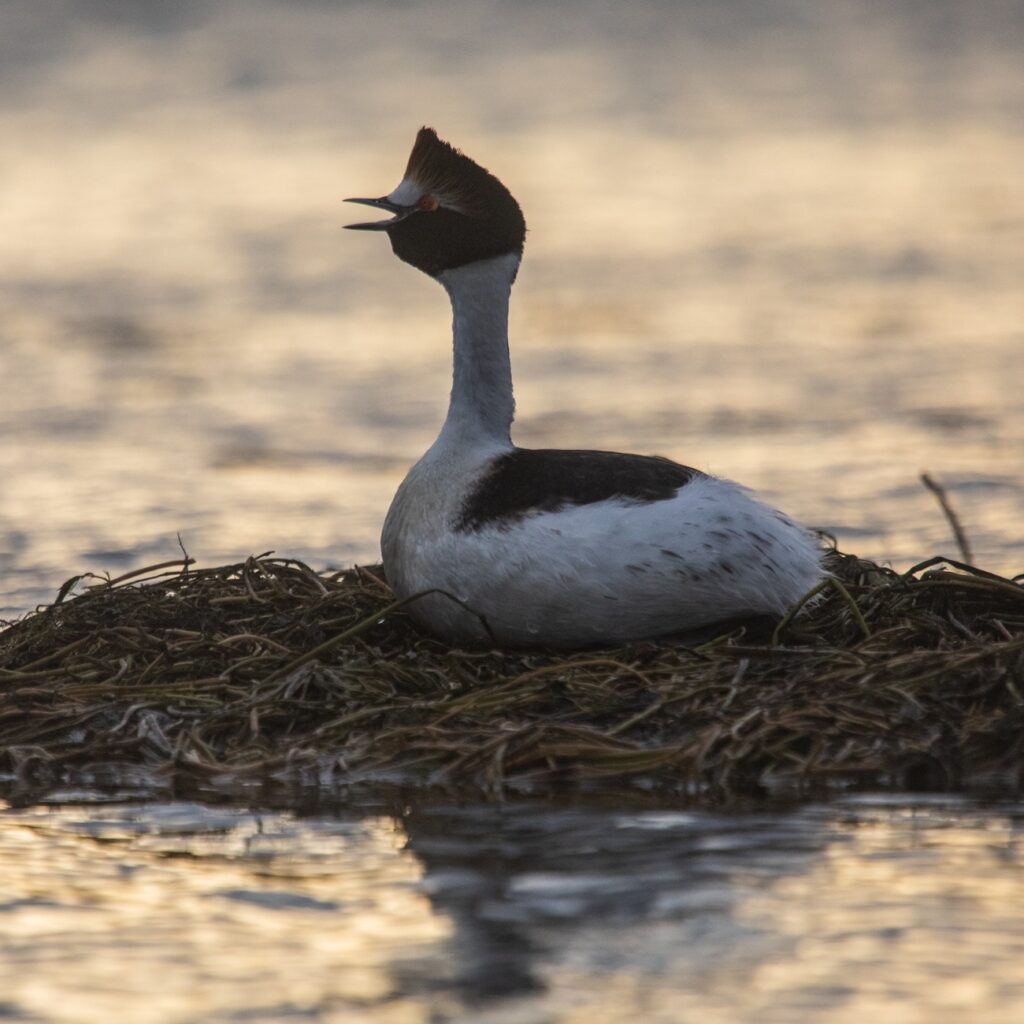 GonzaloPardo_PMT_15 maca tobiano